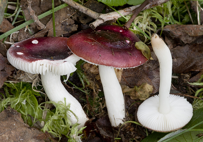 Russula laccata